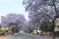 Tiotusentals jakarandaträd blommar i Pretoria, Sydafrika i slutet av oktober