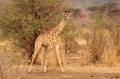 Giraffen poserar i gryningen: se hur fin jag är!, Matetsi