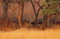 Afrikansk buffelhjord (eller kafferbufflar) vandrar mot nya betesmarker på den öppna savannen, Matetsi