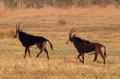 Sabelantiloper (Zimbabwes nationaldjur) vandrar över savannen några hundra meter från bufflarna, Matetsi