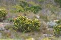 Proteabuskar i fynbos (fine bush) landskapet på Godahoppsudden