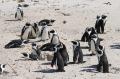 Festklädda pingviner i Simon´s Town vis False Bay, Godhoppsudden